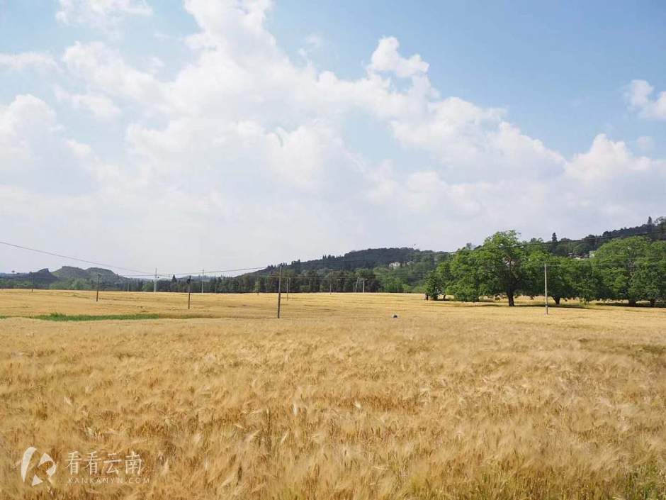 今日云南 | 弥勒春意