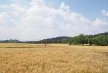 今日云南 | 弥勒春意-看看云南