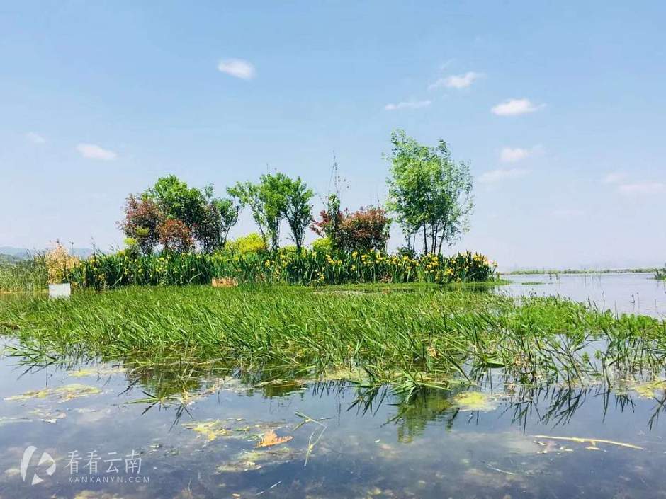 今日云南 | 滇池捞鱼河湿地