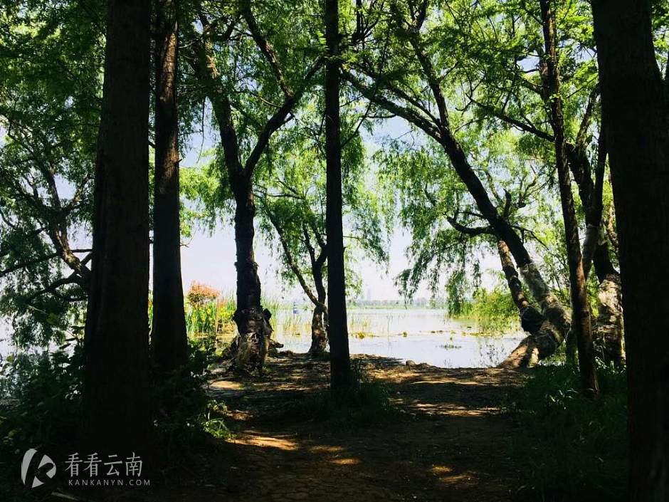 今日云南 | 滇池捞鱼河湿地