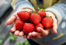 周末约起！樱桃、草莓、枇杷，昆明水果丰收季不摘就晚了-看看云南