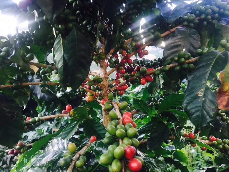 今日云南 | 保山咖啡果