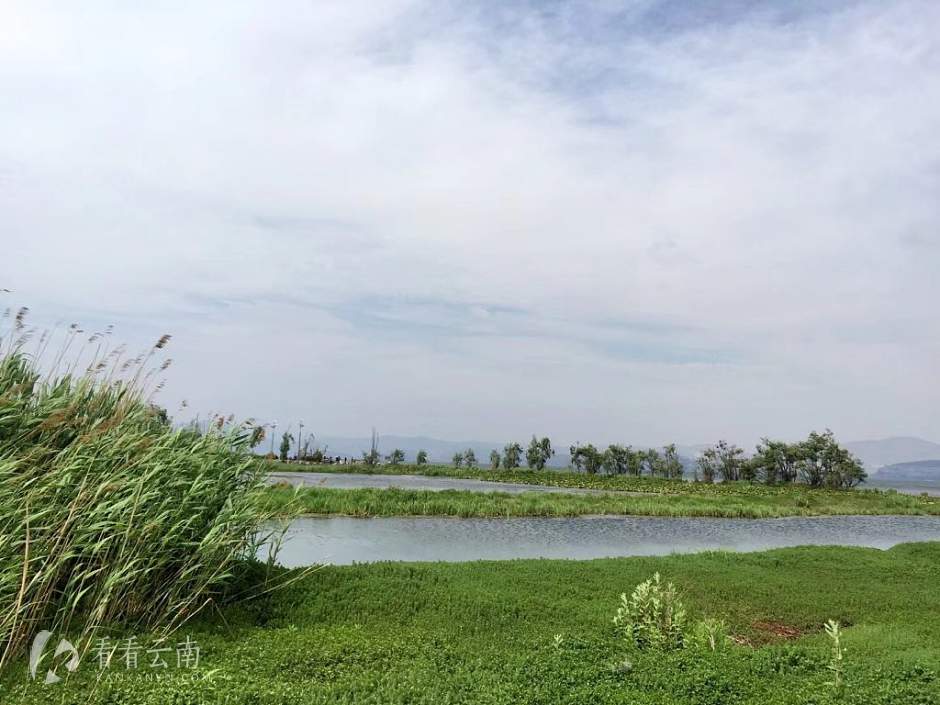 今日云南 | 洱海月湿地公园