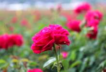 今日云南 | 安宁八街玫瑰花田-看看云南