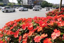 今日云南 | 普洱市区花景-看看云南