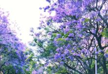 今日云南 | 昆明蓝花楹-看看云南