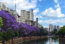 今日云南 | 昆明蓝花楹-看看云南