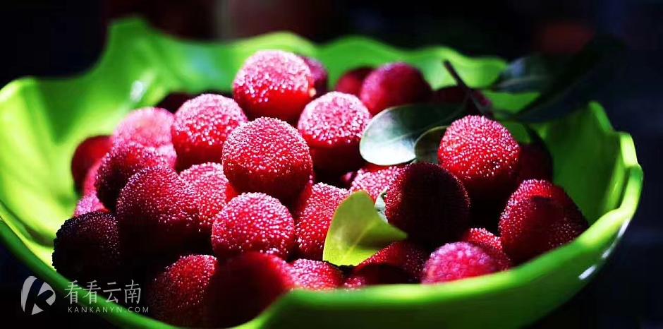 今日云南|富明杨梅