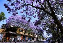 今日云南|蓝花楹-看看云南