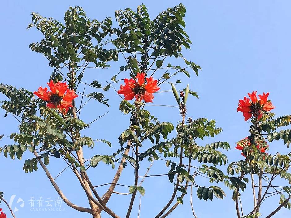 今日云南|临沧芒炳上寨