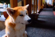 今日云南|忧伤的狗子-看看云南