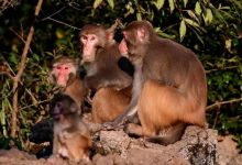 今日云南|野生猕猴-看看云南