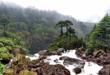昆明人最爱去的这座雪山，正绽放着4年来面积最大的杜鹃花海！-看看云南