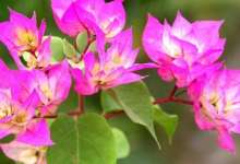 这座以花为媒四百年的小县城，每到农历端阳便成为云南最大花市！-看看云南