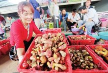 号称“野生菌王国”,云南这座小县城究竟有何魅力?-看看云南