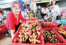 号称“野生菌王国”，云南这座小县城究竟有何魅力？-看看云南