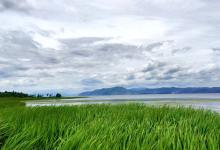 今日云南 | 大理洱海月湿地公园-看看云南