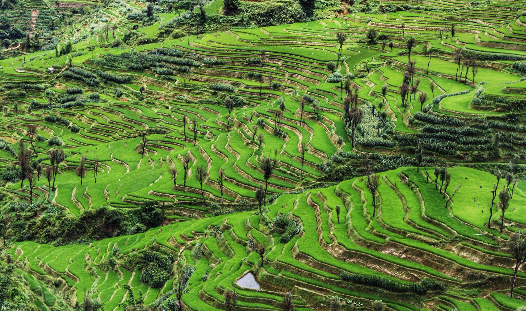 今日云南|红河撒玛坝梯田-看看云南