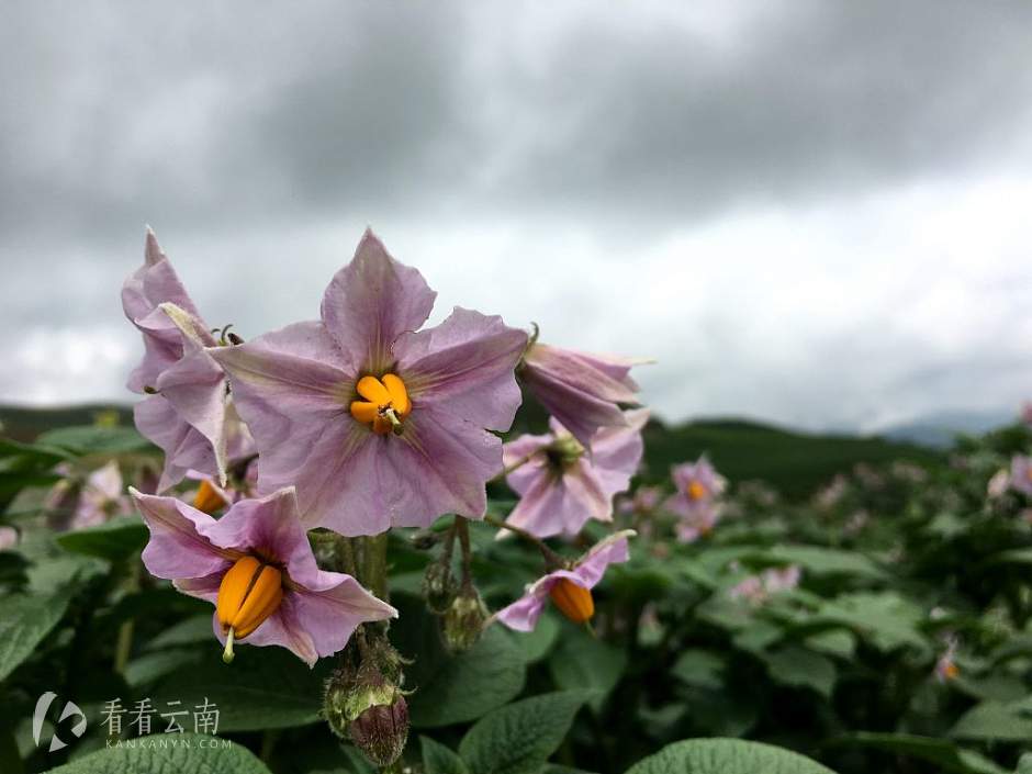 今日云南 | 昭通洋芋基地