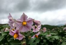 今日云南 | 昭通洋芋基地-看看云南