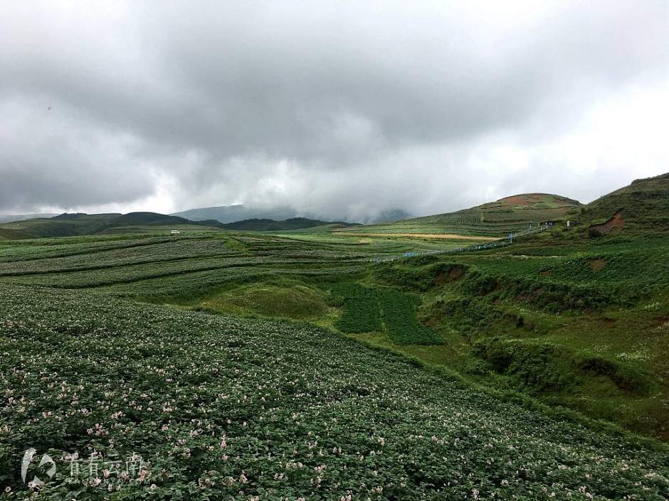 今日云南 | 昭通洋芋基地