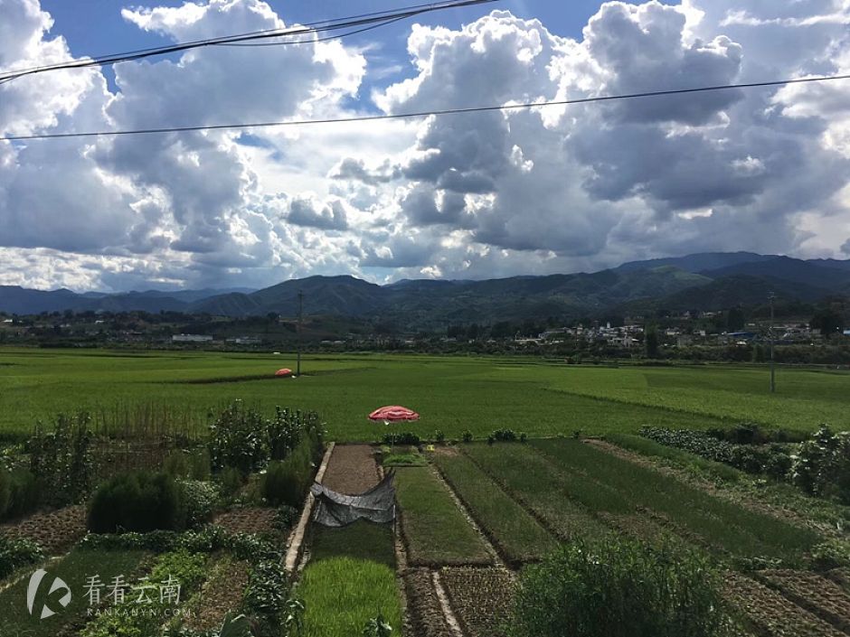 今日云南 | 临沧田野