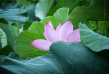 避暑要来17℃的昆明 看荷花要去市中心的翠湖-看看云南