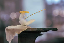 文博会花絮：用钱也买不到的大师级玉雕作品-看看云南