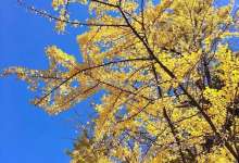 待秋意渐浓，银杏满地，这是你感受云南大学最好的时间-看看云南