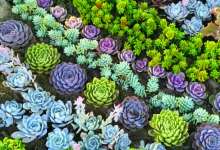 这个位于大理苍山的小寺院，被称为“中国最美尼姑庵”-看看云南