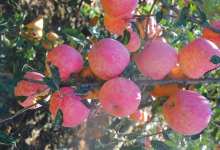 水果界的万人迷，苹果界的丑小鸭，昭通苹果没有颜值却好吃到离谱-看看云南