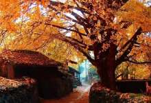 腾冲银杏村抖音大赛火热开启，你和万元现金大奖只差15秒的距离！-看看云南