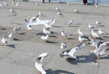 香港老爷车打卡云南：对岸就是越南的河口，有蓝天白云海鸥的昆明-看看云南