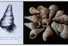 云南曾发现中国最大贝丘遗址：向4000年前的古代“吃货”势力低头-看看云南