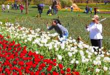 昆明人，收好这份春天踏青攻略！-看看云南