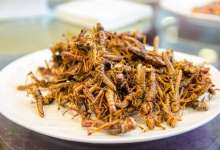 油炸蜘蛛蝎子凉拌蚂蚁，还有什么昆虫是云南人不敢挑战的？-看看云南