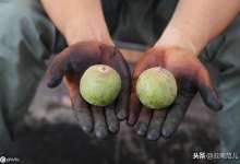 核桃水洗与否价值差异巨大，世界三大核桃产区之一云南何去何从-看看云南