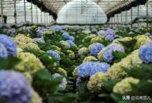 助力脱贫攻坚，云南产业扶贫开启新模式-看看云南