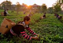 投资云南绿色食品产业，大有可为！投资5亿元一次性奖励5%-看看云南