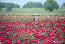 我们不想说“最”，但云南这个花展真的有很多“最”-看看云南