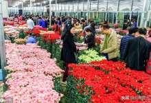 一个月后，世界上最灿烂的花在昆明绽放-看看云南