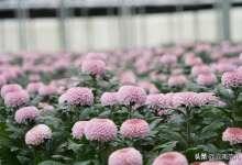 坠入“花花世界”，这里有一份云南的“寻花图”-看看云南