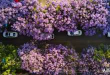 避暑+看花：比高温我们甘拜下风，反正我家昆明最热7月才19.7℃-看看云南