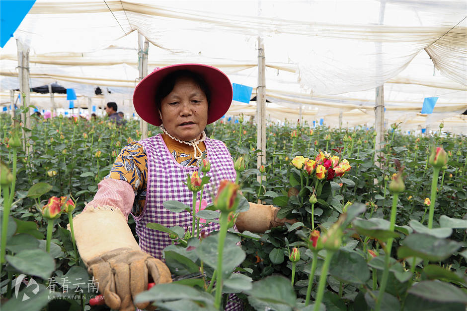 用鲜花征服世界，东南亚最好的花都出自晋宁这个村