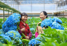 用鲜花征服世界，东南亚最好的花都出自晋宁这个村-看看云南