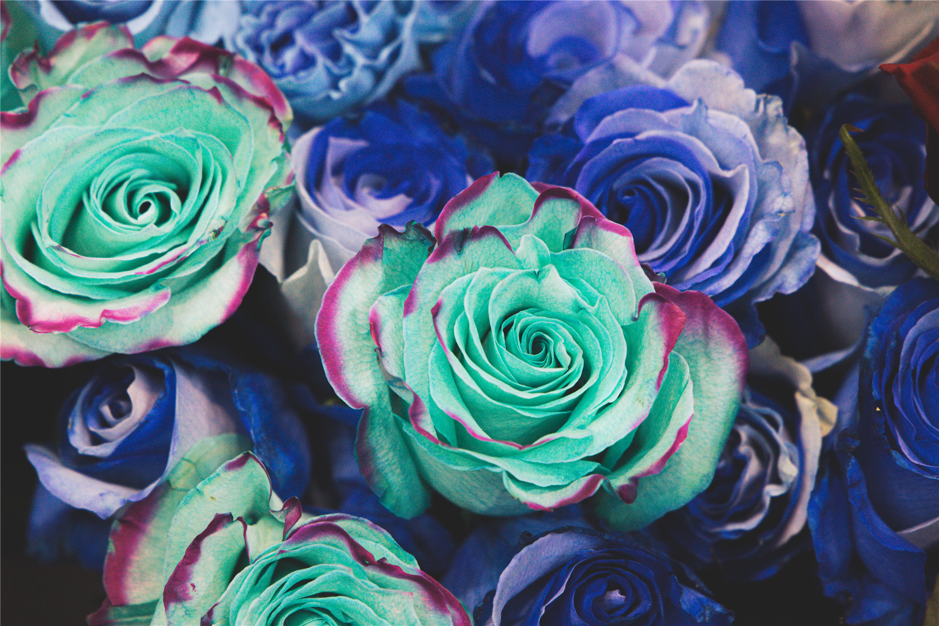 硬核花展！13个国家的企业参展90%都是从没见过品种-看看云南