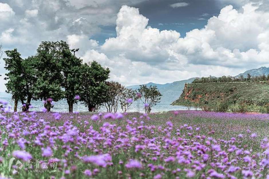 星空小镇花海实景图