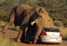 云南人“骑大象上学”只是段子？司马迁曾称滇越为“乘象国”-看看云南