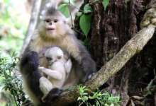 “滇金丝猴全境保护网络”首个保护项目落地大理云龙-看看云南