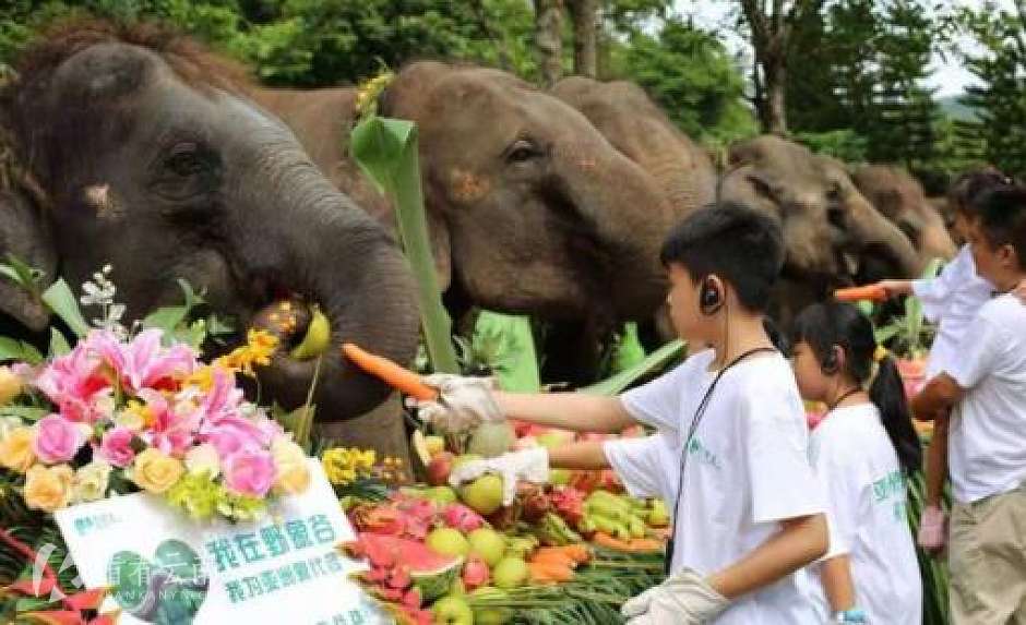 活动现场，小志愿者们与亚洲象亲密接触